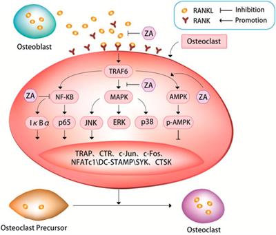 How zoledronic acid improves osteoporosis by acting on osteoclasts